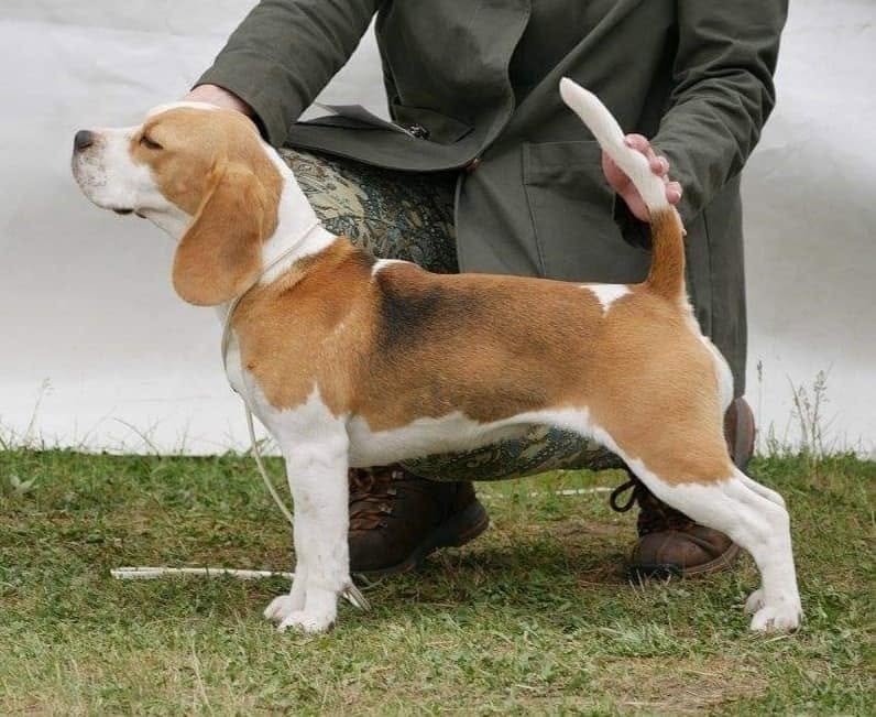 Beagle în poziție de expoziție
