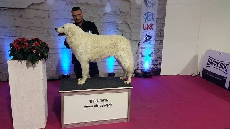Câine de rasă pură prezentat pe podium la o expoziție canină