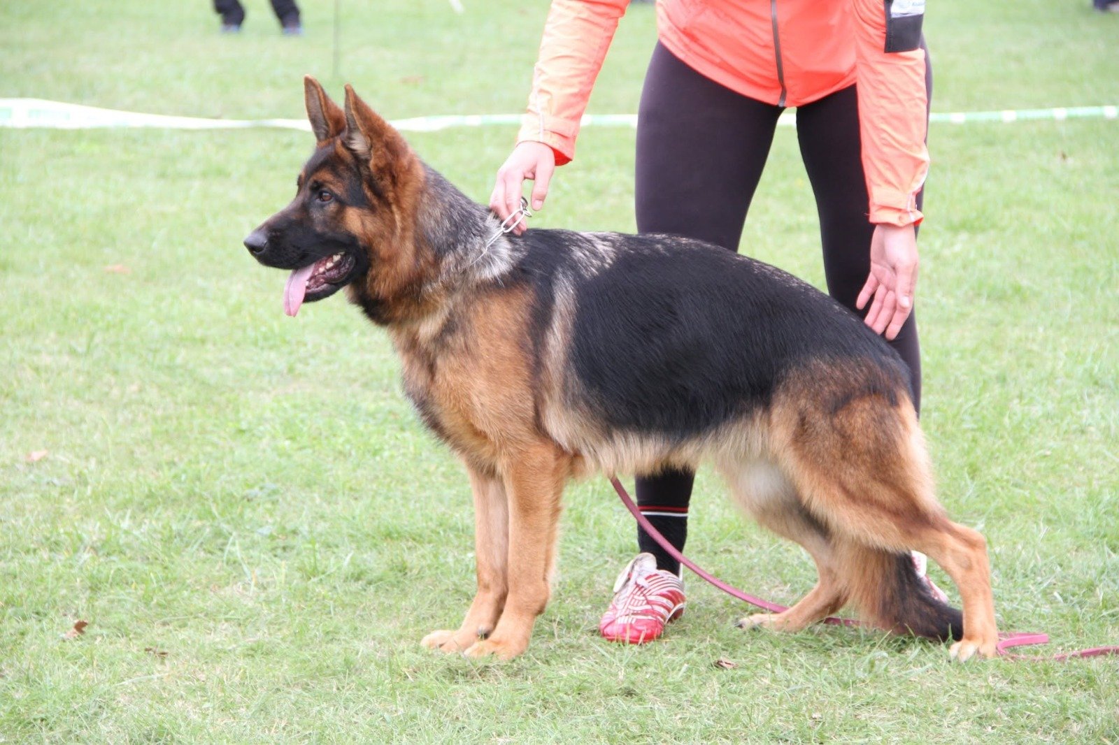 Ciobănesc German prezentat în ring la o expoziție canină