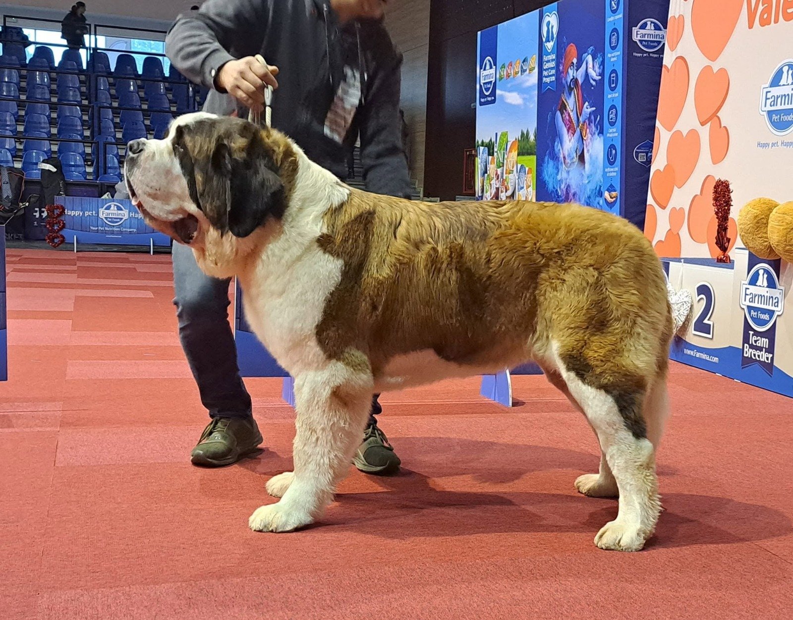 Saint Bernard prezentat în ringul de expoziție