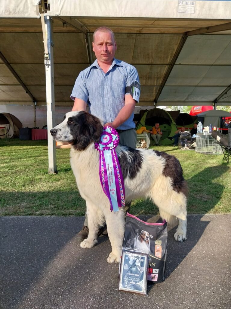 Ciobănesc Românesc premiat la o expoziție canină, cu rozeta „Cel mai frumos Ciobănesc Românesc”